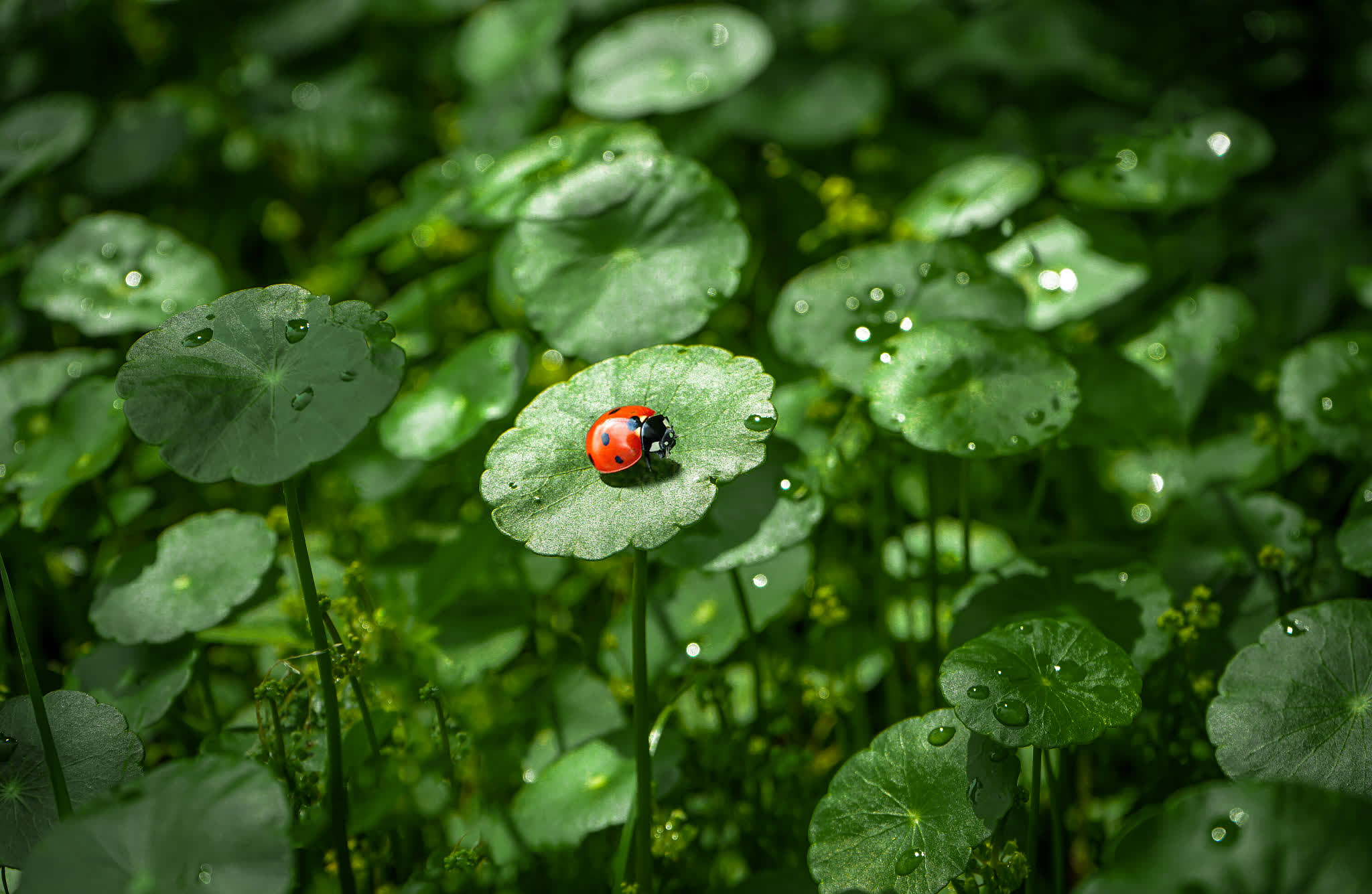 啊防守打法是的噶是的
