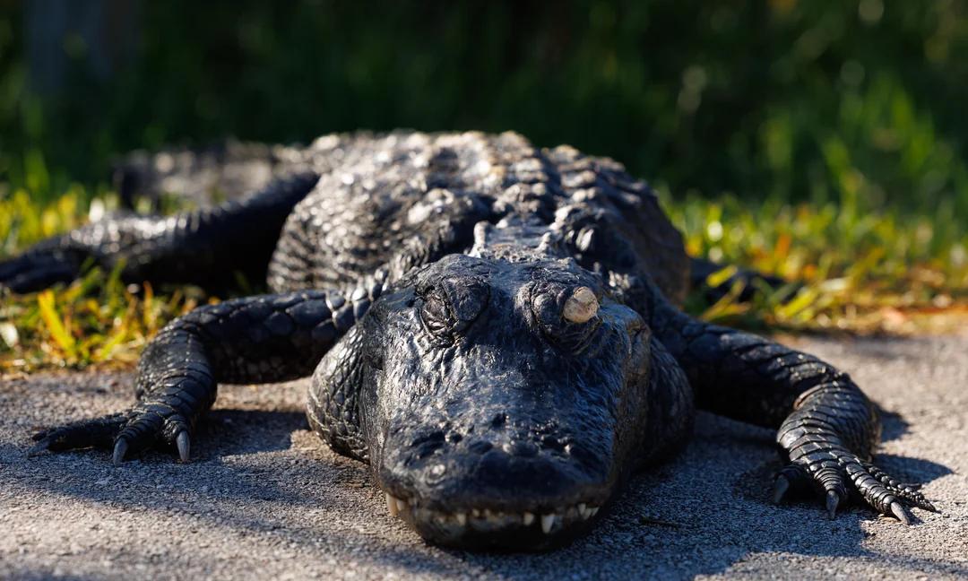 发生大概的撒规范