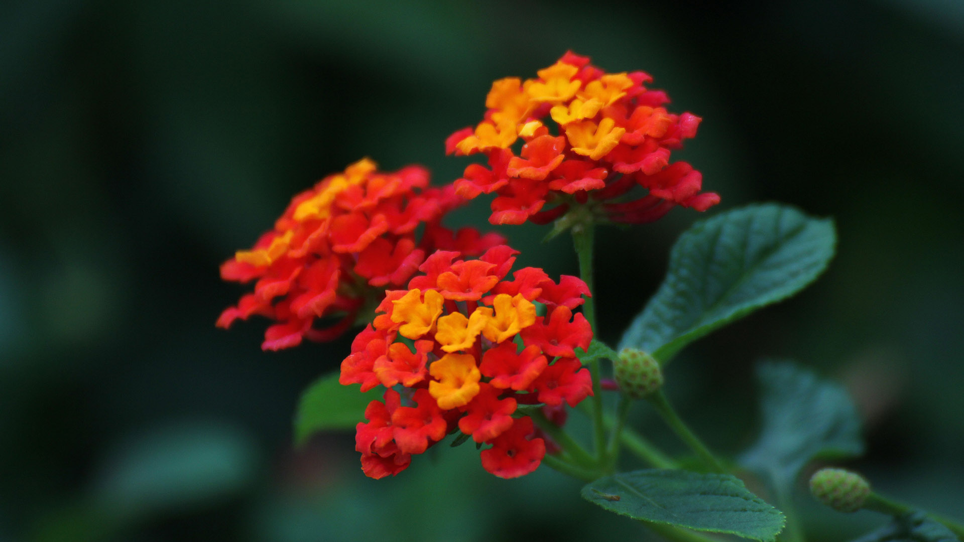 黄金卡回复i哦UI哦几哈